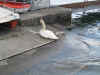 Sfondo PC - duck.JPG (1100908 byte)
