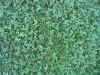 Sfondo PC - prato verde.jpg (1015342 byte)